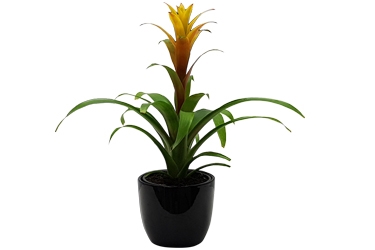 Bromeliad Guzmania Hasta La Vista Variety Thumbnail.jpg